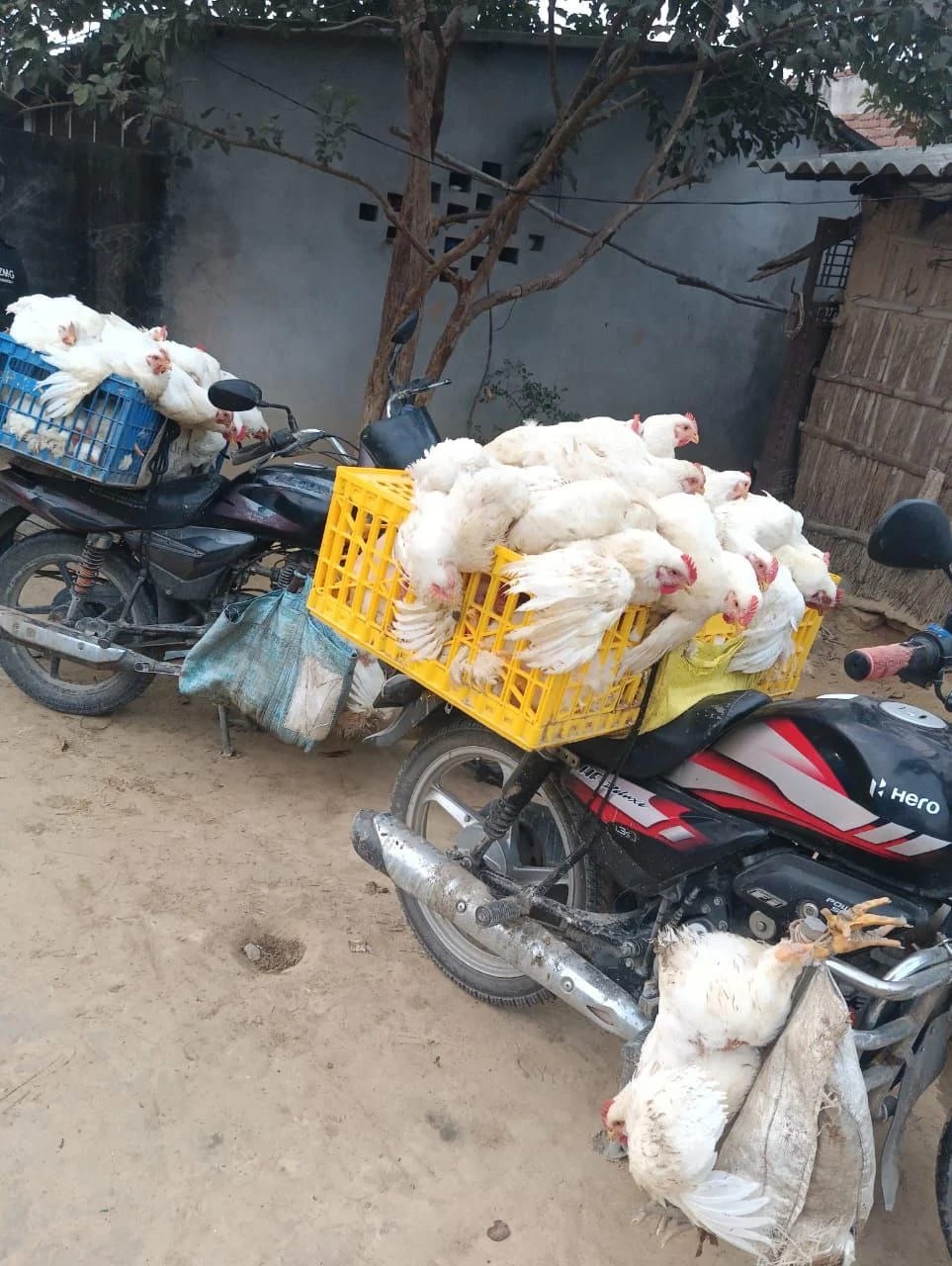 नवलपरासीका सिमानाका तस्करीको अखडा बन्दै, सेटिङमै हुन्छ दैनिक करोडौंको तस्कर(तस्बिर भिडियोसहित) photo 2025 03 01 13 13 11